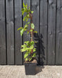 Biologische Kiwi - Actinidia arguta 'Ken's Red'