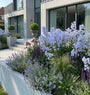 Biologisch Klokjesbloem - Campanula lactiflora