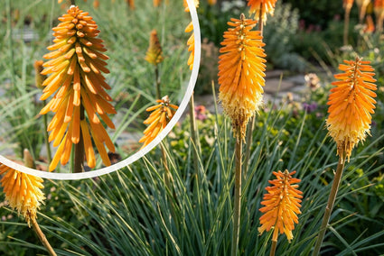 Vuurpijl - Kniphofia 'Mango Popsicle'
