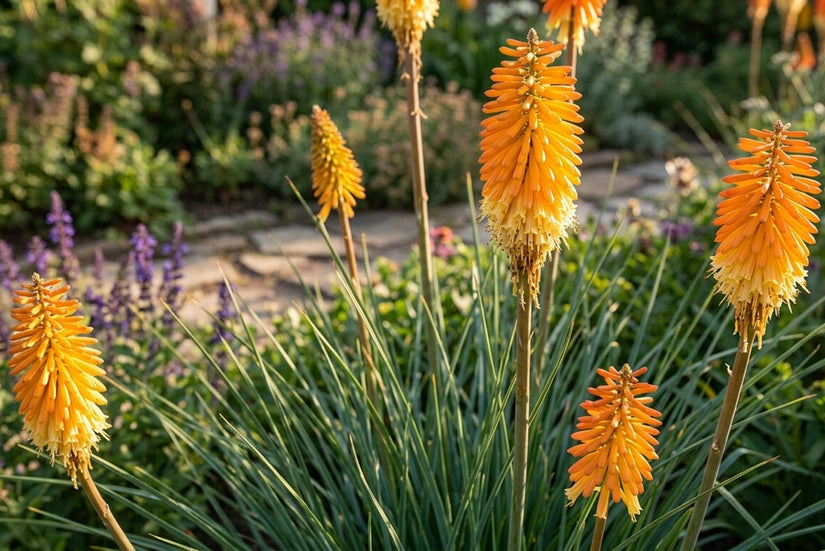 Vuurpijl - Kniphofia 'Mango Popsicle'