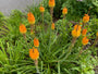 Vuurpijl - Kniphofia uvaria 'Grandiflora'