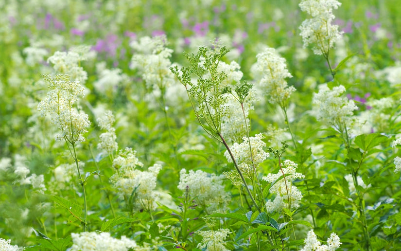 Knolspirea - Filipendula vulgaris