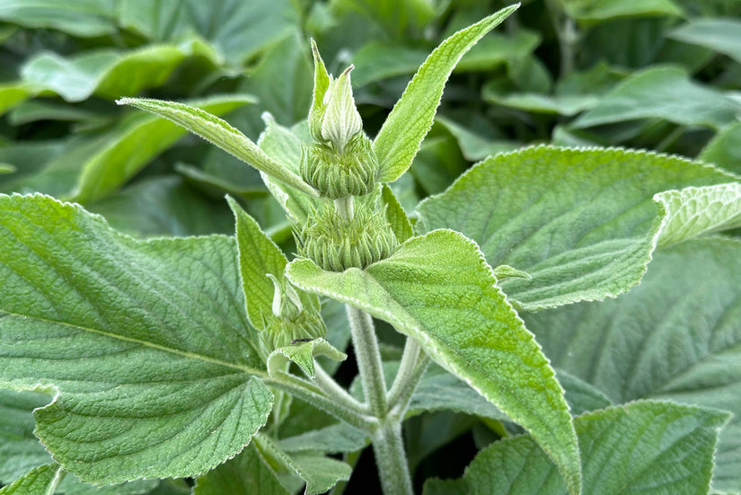 Brandkruid - Phlomis russeliana