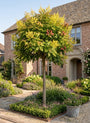 Gele Zeepboom Hoogstam - Koelreuteria Paniculata (Lampionboom)