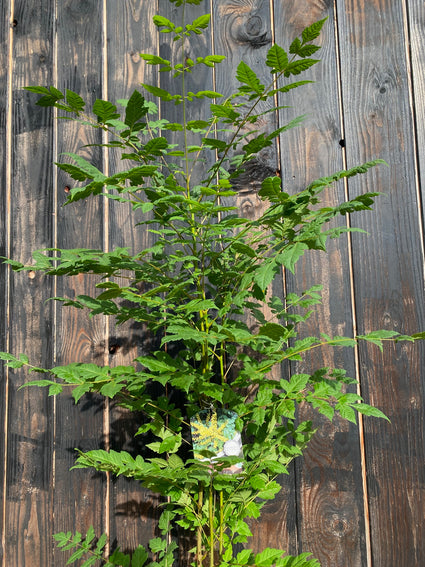 Koelreuteria-paniculata-boompje C12 pot 80-100 cm voorbeeld wat u koopt