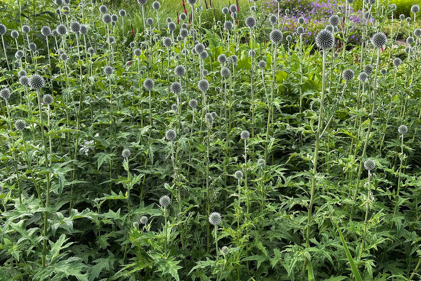 Kogeldistel - Echinops ritro