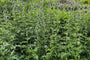 Kogeldistel - Echinops ritro