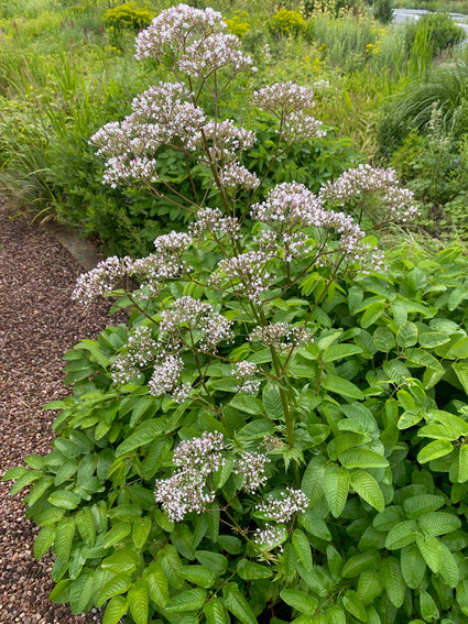 Leverkruid / Koninginnenkruid - Eupatorium cannabinum