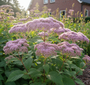 Koninginnenkruid (Hoogte 125 cm) - Eupatorium cannabinum 'Plenum'
