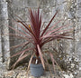 Rode koolpalm - Cordyline australis 'Red Star'