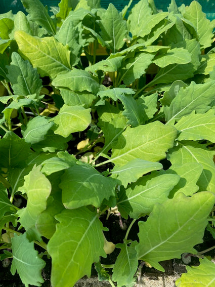 Koolrabi - Brassica oleracea acephala gongylodes