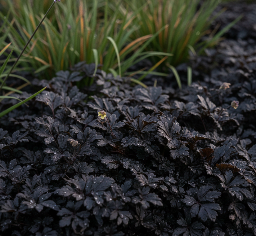 Koperknoopje (Donkerpaars/groen blad) - Leptinella squalida 'Platt's Black' (ook per/m2)
