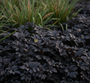 Koperknoopje (Donkerpaars/groen blad) - Leptinella squalida 'Platt's Black' (ook per/m2)