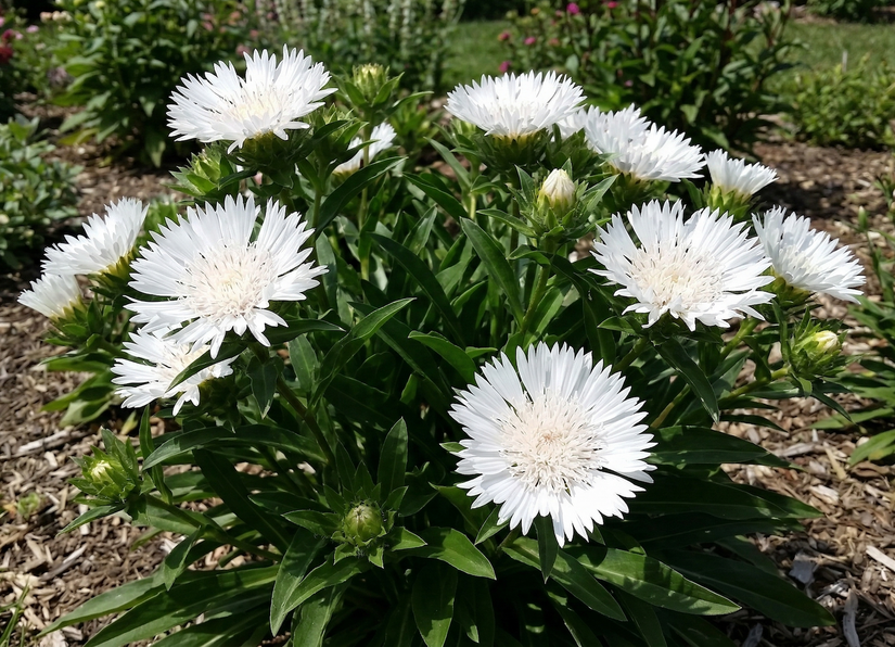 Korenbloemaster - Stokesia laevis 'Alba'