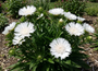 Korenbloemaster - Stokesia laevis 'Alba'