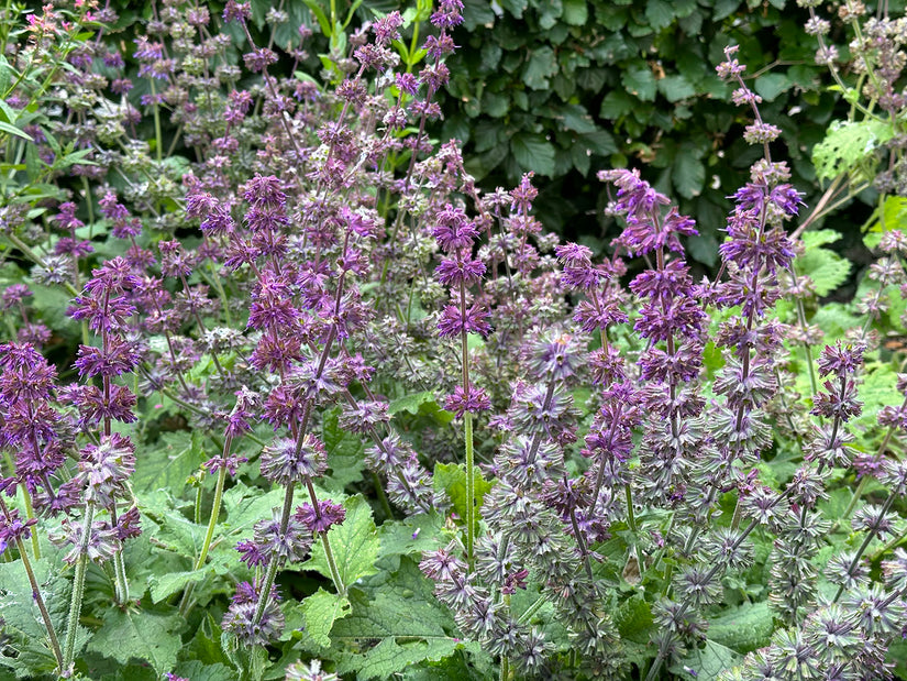 Kranssalie - Salvia verticillata 'Purple Rain'