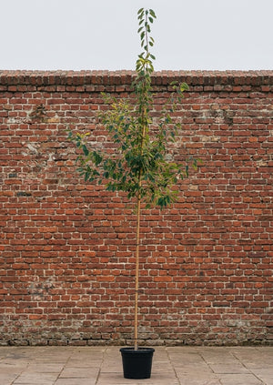 Totale hoogte 275-325 cm, Stamomtrek 8-10 cm