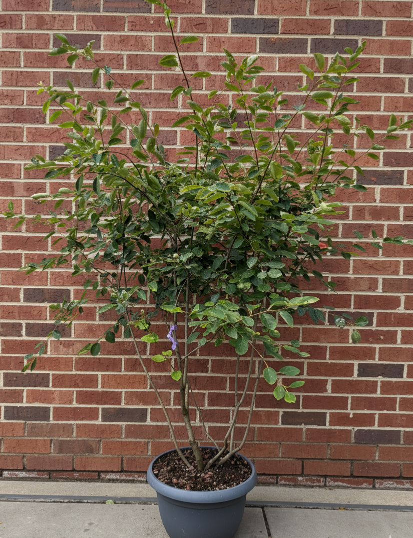 solitaire amelanchier schotel vorm