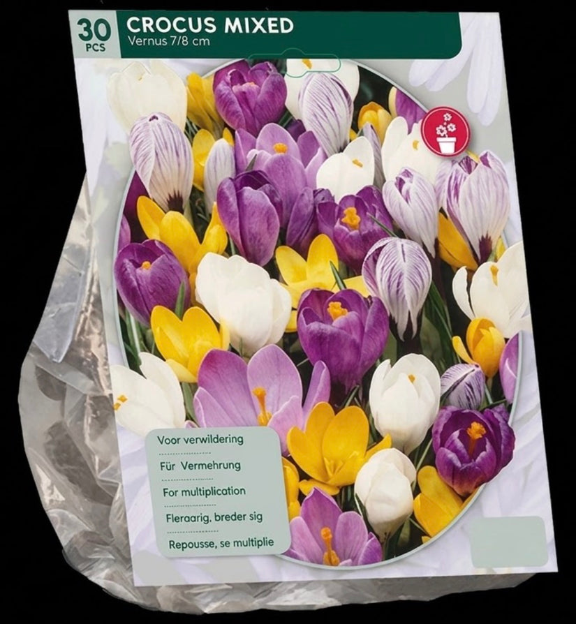 Grootbloemige Krokus bloembollen 90 stuks - Crocus gemengde kleuren