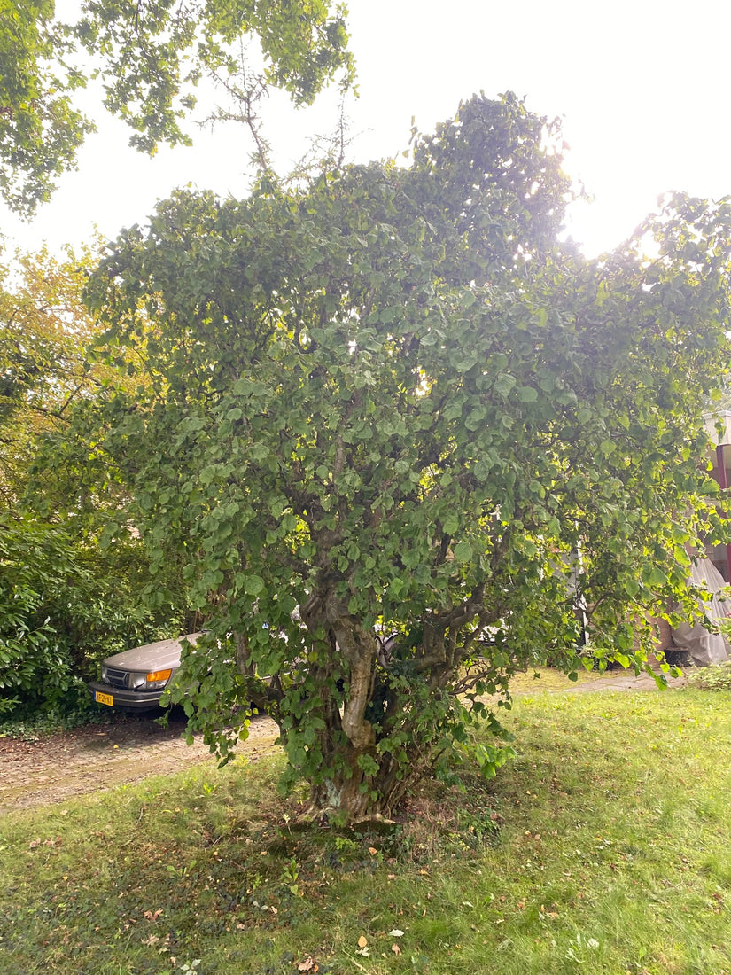 Kronkelhazelaar - Corylus avellana 'Contorta'