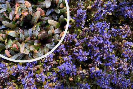 Kruipend Zenegroen (Lage soort 10 cm) - Ajuga reptans 'chocolate chip'