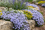Biologische Kruipvlambloem (Hoogte 15 cm) - Phlox subulata 'Emerald Cushion Blue'