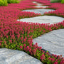 Kruiptijm 'Roze/Rood' - Thymus praecox 'Coccineus' (ook per/m2)
