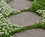 Kruiptijm 'Wit' - Thymus praecox 'Albiflorus' (ook per/m2)