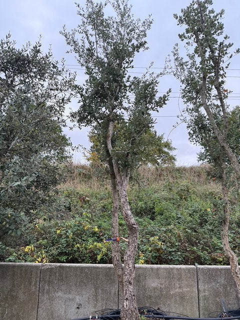 Kurkeik - Quercus Suber - Meerstammig