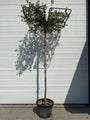 Kurkeik dakboom - Quercus Suber - Wintergroene dakkurkeik