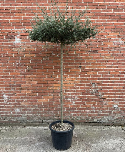 Kurkeik (Wintergroene dakkurkeik, Dakvorm) - Quercus Suber