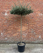 Kurkeik (Wintergroene dakkurkeik, Dakvorm) - Quercus Suber