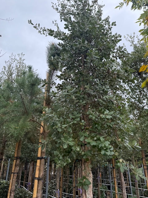 hoogstam kurkeik quercus suber