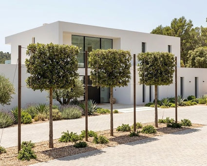 Kurkeik leiboom - Quercus Suber leivorm