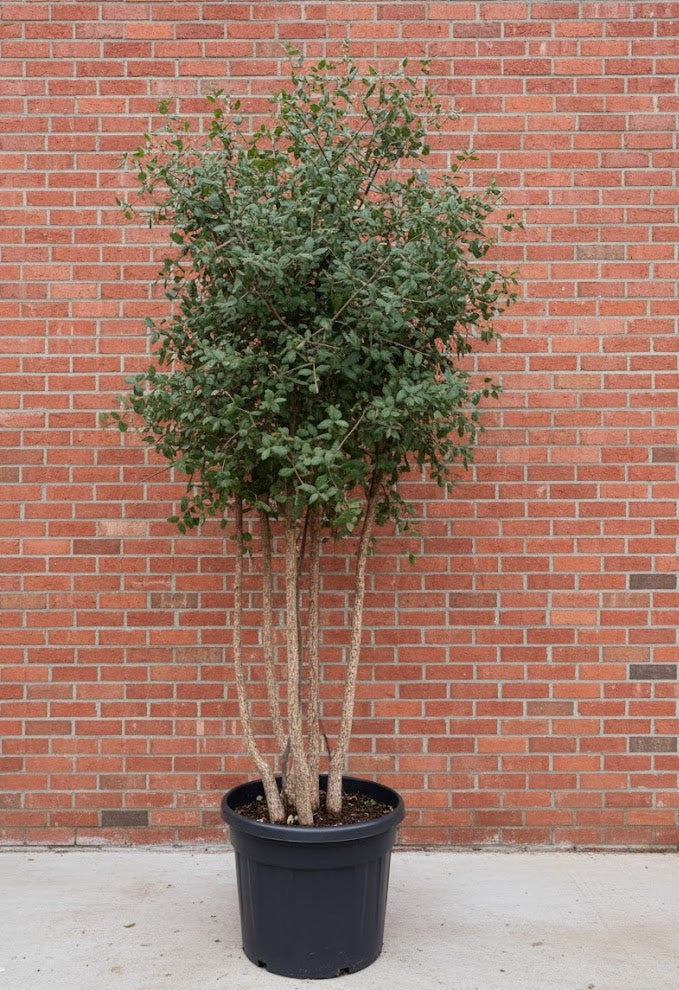 Kurkeik - Quercus Suber - Meerstammig