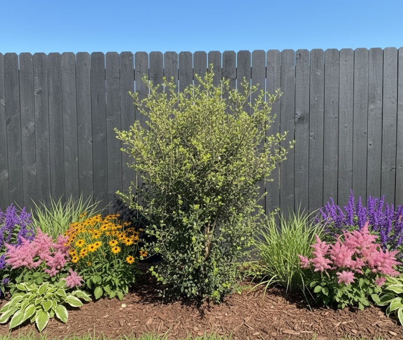 Quercus Suber struik-vorm 175-200 cm potmaat C65