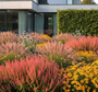 Persicaria darjeeling red met lampenpoetsersgras pennisetum, gele zonnehoed 'rubeckia en kogeldistel 'echinops' in border met groepjes beplanting.