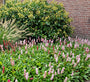 Biologische Duizendknoop Rood/Roze (Lage soort 30 cm) - Persicaria affinis 'Superba'