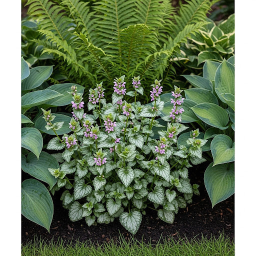 Gevlekte dovenetel (Licht roze) - Lamium maculatum 'Pink Pewter'