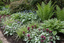 Gevlekte dovenetel - Lamium maculatum 'Red Nancy'