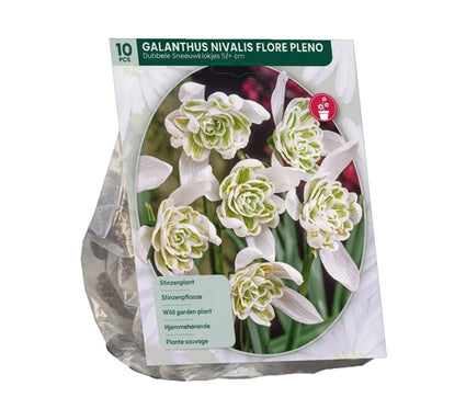 Bloembollen Sneeuwklokje 30 stuks (Langbloeiende soort) - Galanthus nivalis Flore Pleno