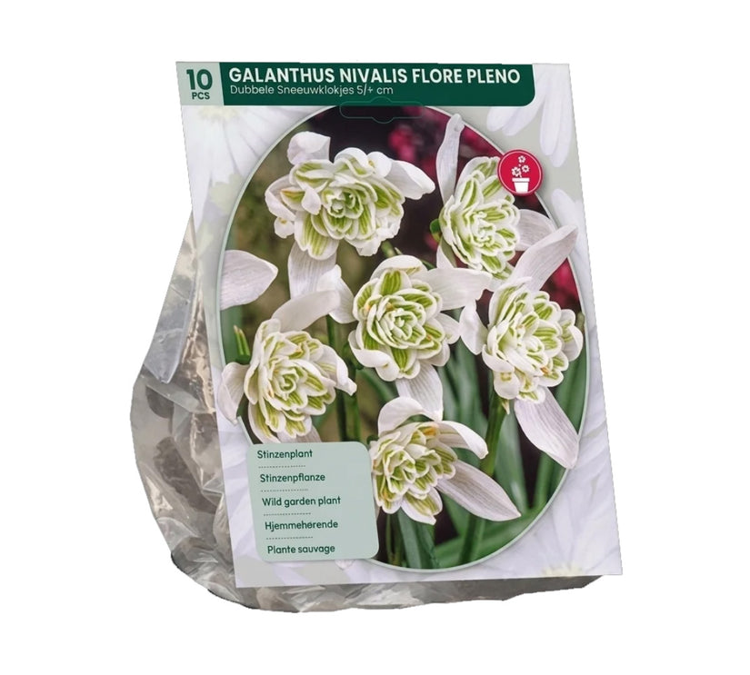 Bloembollen Sneeuwklokje 30 stuks (Langbloeiende soort) - Galanthus nivalis Flore Pleno