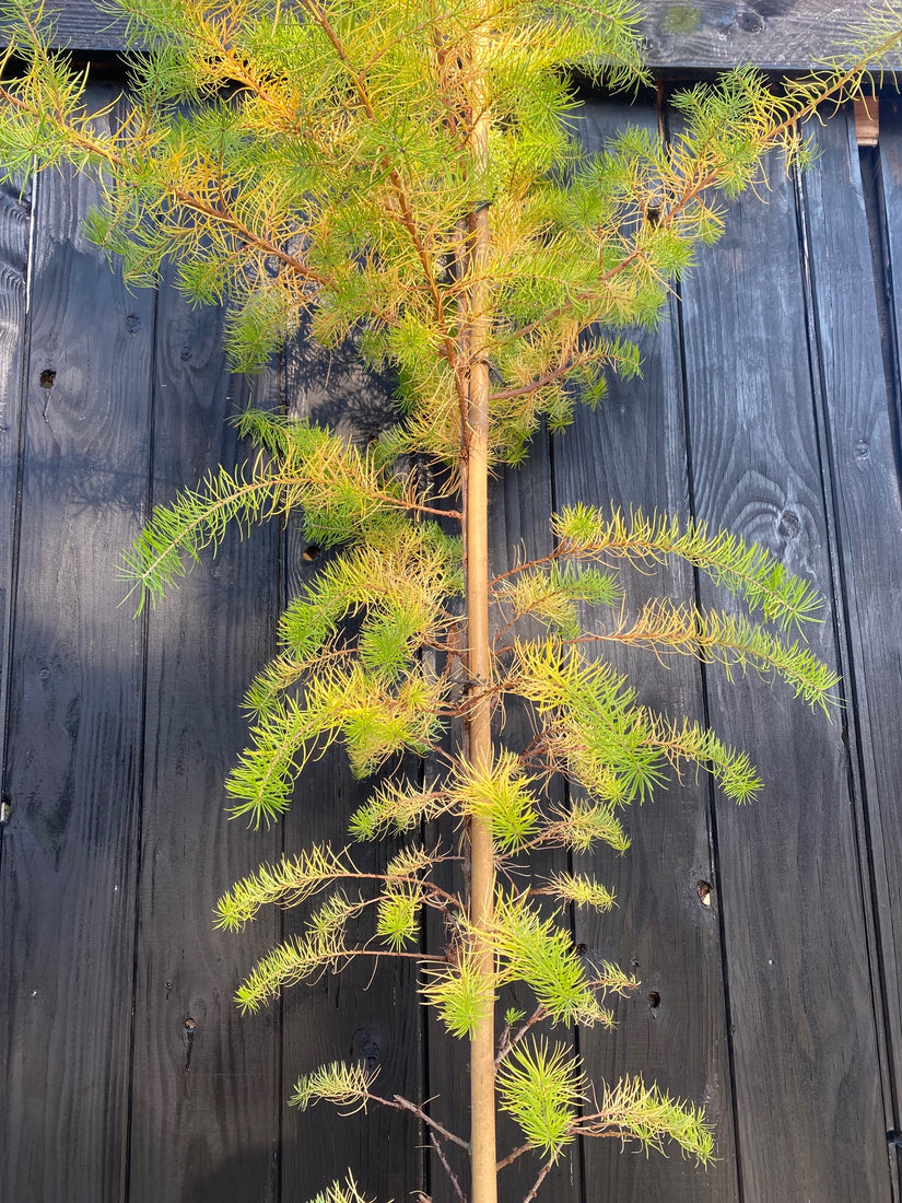 Larix Decidua beveerde lariks boom 200-250 cm in pot - voorbeeld wat u koopt