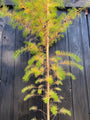 Larix Decidua beveerde lariks boom 200-250 cm in pot - voorbeeld wat u koopt