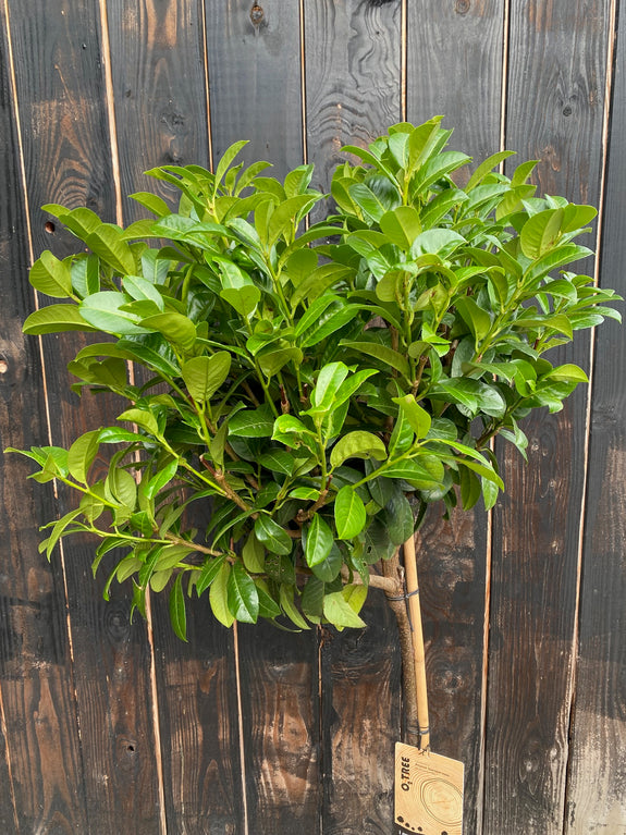 Laurierkers op stam - Prunus laurocerasus 'Etna' - halfstam boompje wintergroen