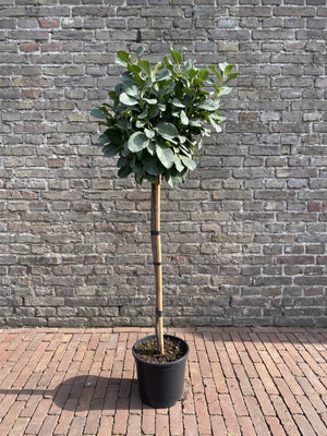 Halfstam 150 cm, C12 pot