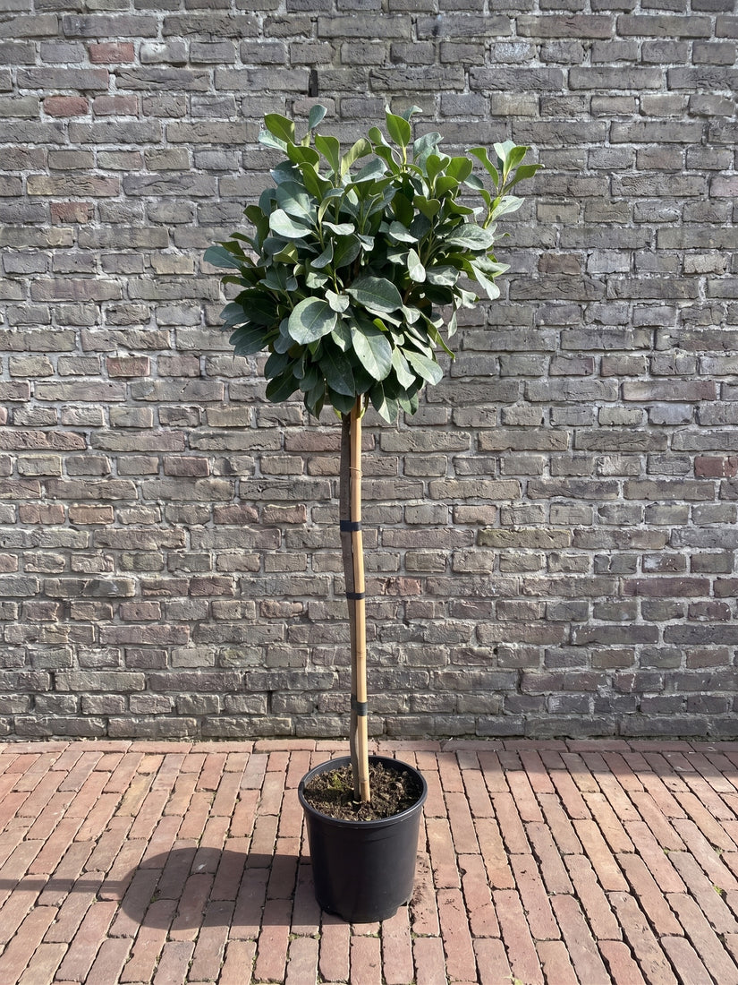 Laurierkers op stam - Prunus laurocerasus 'Etna' - halfstam boompje wintergroen