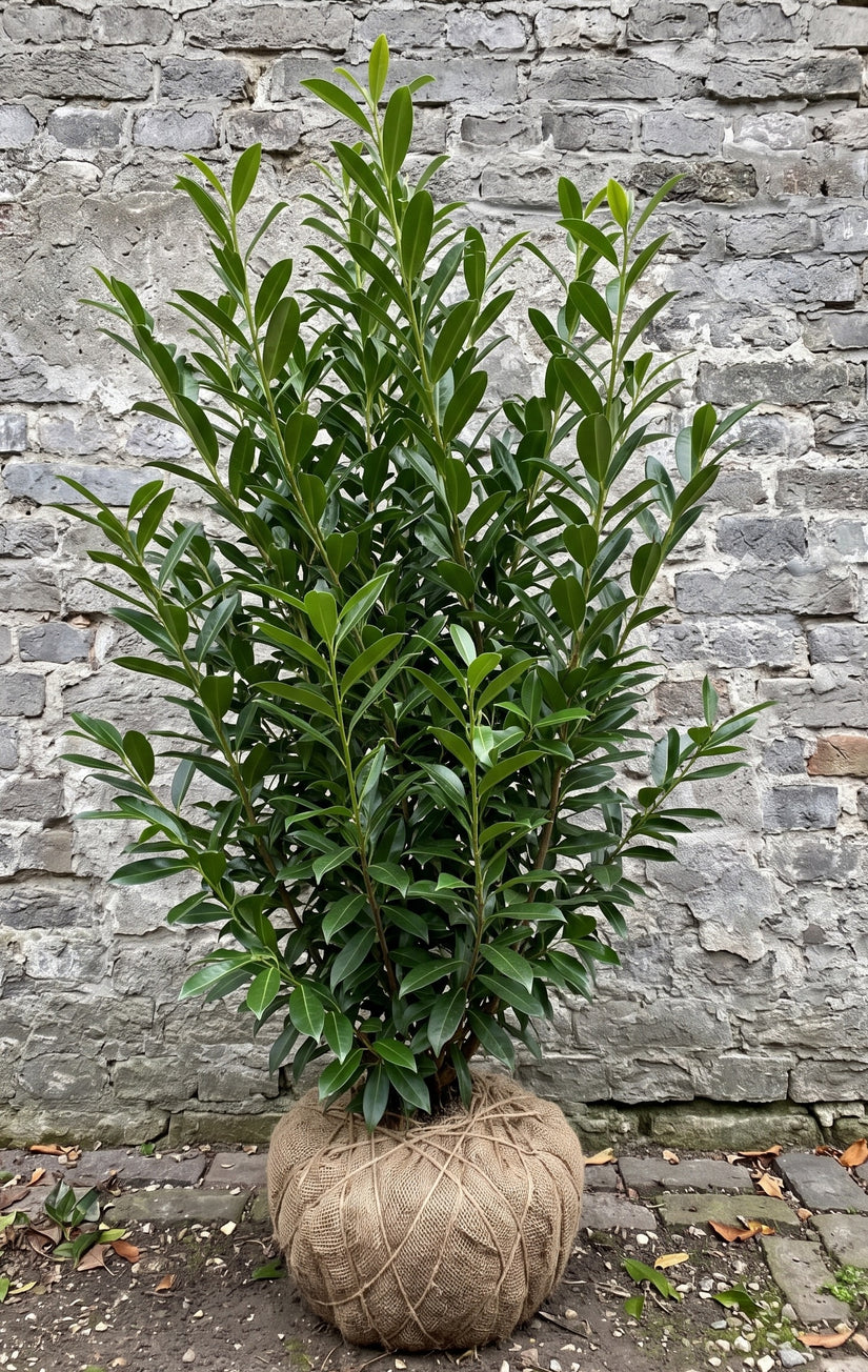 Laurier haag - Prunus laurocerasus 'Herbergii'