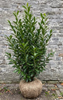 Laurier haag - Prunus laurocerasus 'Herbergii'