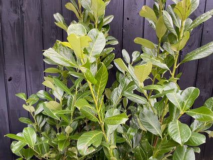 Wintergroene Laurier - Prunus Laurocerasus 'Rotundifolia'